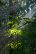 Sunny morning in the forest