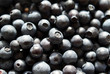 Photo: Bilberry Background (Vaccinium myrtillus) Bilberry Background (Vaccinium myrtillus)