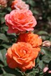Rosen Blüten