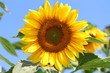 Flower of sunflower on which bee sit Flower of sunflower on which bee sit