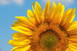 Sunflower on a background of the blue sky Sunflower on a background of the blue sky