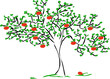 apfelbaum zeichnung apfelbaum zeichnung