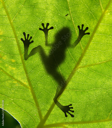 Photo: Frog shadow on the leaf Frog shadow on the leaf