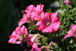 Petunia