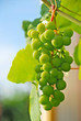Weinrebe