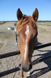 La tête du cheval