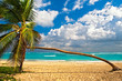 Lone Palm tree on a white sandy beach facing the Caribbean Sea
