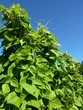 Gartenbohnen