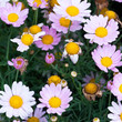 Foto: daisy daisy