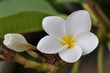 Foto: Plumeria Plumeria