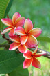 Frangipani