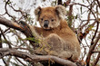 Photo: Wild Koala\ Wild Koala\