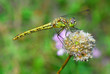 die libelle