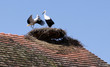 Storch