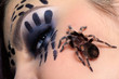 spider Brachypelma smithi on girl's cheek
