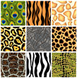 Collection seamless patterns animals. Vector