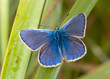 Common Blue butterfly