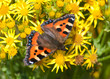 Small Tortoiseshell Butterfly