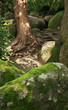 Secret way in ancient wood forest