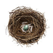 nest egg