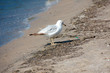 Bird on Beach