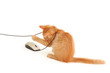 kitten playing with computer mouse