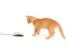 kitten playing with computer mouse