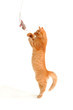 kitten playing with toy mouse