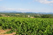 Vignes en été