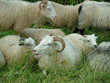 White Goats and Sheep