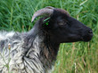 Goat Profile