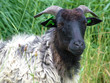 Goat Portrait