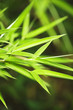 Fresh green bamboo background