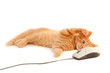 kitten playing with computer mouse kitten playing with computer mouse