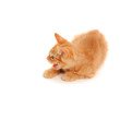 kitten spits