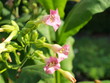 Nicotiana tabacum