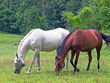 HORSES