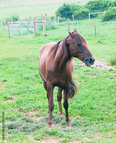 Photo: HORSE HORSE