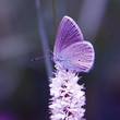 Azure Butterfly (Lycaenidae) on White Flower