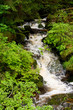 Wildbach