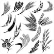 Vector: collection wheat ears and sheafs collection wheat ears and sheafs