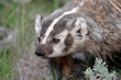 Badger