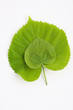 green leafs