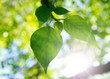 Two green leafes in sunny day Two green leafes in sunny day