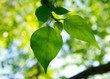 Two green leafes in sunny day Two green leafes in sunny day