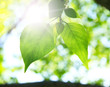 Two green leafes in sunny day Two green leafes in sunny day