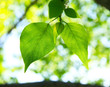 Two green leafes in sunny day Two green leafes in sunny day