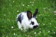 Hauskaninchen