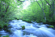 water spring in forest