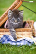 kleine Katze im Picknickkorb